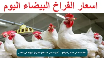 مفاجأة في سعر اليكلو.. تعرف على أسعار الفراخ اليوم في مصر